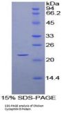 Chicken Peptidylprolyl Isomerase B / CYPB (PPIB) Protein