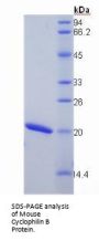 Mouse Peptidylprolyl Isomerase B / CYPB (PPIB) Protein