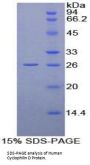 Human Peptidylprolyl Isomerase D / CYPD (PPID) Protein