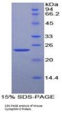 Mouse Peptidylprolyl Isomerase D / CYPD (PPID) Protein