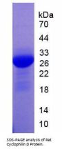 Rat Peptidylprolyl Isomerase D / CYPD (PPID) Protein