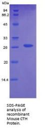 Mouse Cystathionine Gamma-Lyase (CTH) Protein