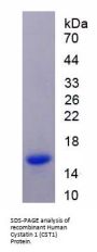 Human Cystatin 1 (CST1) Protein