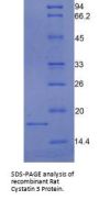 Rat Cystatin C (CST3) Protein