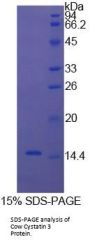 Cow Cystatin C (CST3) Protein