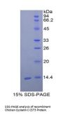 Chicken Cystatin C (CST3) Protein