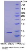 Human Cystatin A (CSTA) Protein