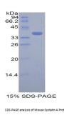 Mouse Cystatin A (CSTA) Protein