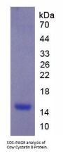 Cow Cystatin B (CSTB) Protein