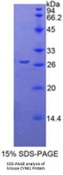 Mouse Cysteine Rich Protein, Angiogenic Inducer 61 (CYR61) Protein