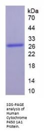 Human Cytochrome P450 1A1 (CYP1A1) Protein