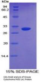 Mouse Cytochrome P450 1A1 (CYP1A1) Protein