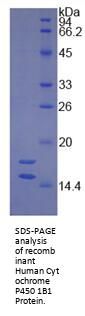 Human Cytochrome P450 1B1 (CYP1B1) Protein