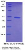 Mouse Cytochrome P450 26A1 (CYP26A1) Protein