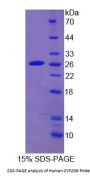 Human Cytochrome P450 2D6 (CYP2D6) Protein