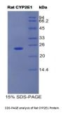 Rat Cytochrome P450 2E1 (CYP2E1) Protein