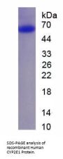 Human Cytochrome P450 2E1 (CYP2E1) Protein