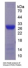 Mouse Cytochrome P450 2E1 (CYP2E1) Protein