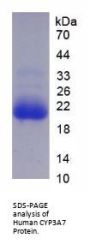 Human Cytochrome P450 3A7 (CYP3A7) Protein