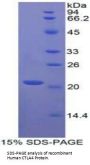 Human Cytotoxic T-Lymphocyte Associated Antigen 4 (CTLA4) Protein