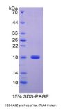 Rat Cytotoxic T-Lymphocyte Associated Antigen 4 (CTLA4) Protein