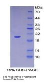 Mouse Cytotoxic T-Lymphocyte Associated Antigen 4 (CTLA4) Protein