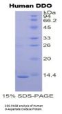 Human D-Aspartate Oxidase (DDO) Protein