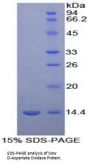 Cow D-Aspartate Oxidase (DDO) Protein