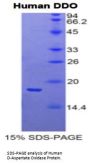 Human D-Aspartate Oxidase (DDO) Protein