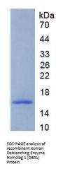 Human Debranching Enzyme Homolog 1 (DBR1) Protein