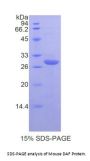 Mouse Decay Accelerating Factor (DAF) Protein