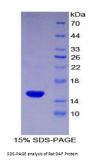 Rat Decay Accelerating Factor (DAF) Protein