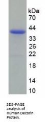 Human Decorin (DCN) Protein