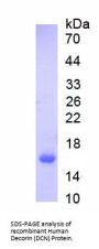 Human Decorin (DCN) Protein