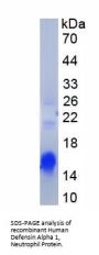 Human Defensin Alpha 1, Neutrophil (DEFa1) Protein