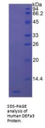 Human Defensin Alpha 3, Neutrophil Specific (DEFa3) Protein