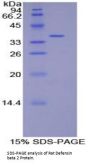 Rat Defensin Beta 2 (DEFb2) Protein
