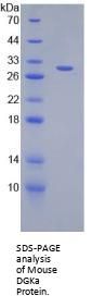 Mouse Diacylglycerol Kinase Alpha (DGKa) Protein