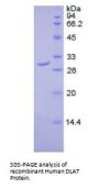 Human Dihydrolipoyl Transacetylase (DLAT) Protein