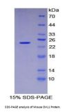Mouse Dishevelled, Dsh Homolog 1 (DVL1) Protein