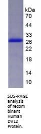 Human Dishevelled, Dsh Homolog 2 (DVL2) Protein