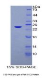 Rat Disrupted In Schizophrenia 1 (DISC1) Protein
