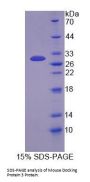 Mouse Docking Protein 3 (DOK3) Protein