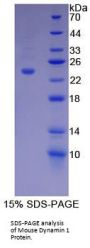 Mouse Dynamin 1 (DNM1) Protein