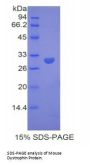 Mouse Dystrophin (DMD) Protein