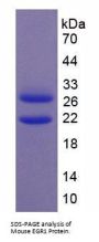 Mouse Early Growth Response 1 (EGR1) Protein
