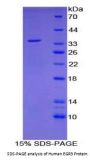 Human Early Growth Response 3 (EGR3) Protein