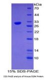 Mouse Early Growth Response 4 (EGR4) Protein
