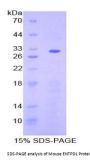 Mouse Ectonucleoside Triphosphate Diphosphohydrolase 1 (ENTPD1) Protein