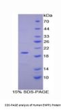 Human Ectonucleotide Pyrophosphatase/Phosphodiesterase 1 (ENPP1) Protein